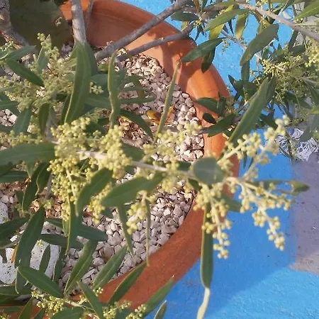 Holiday home La Collina Delle Ginestre Casa Di Charme *