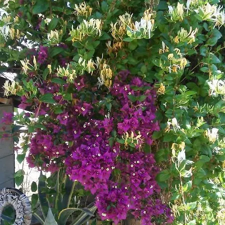 La Collina Delle Ginestre Casa Di Charme Holiday home *